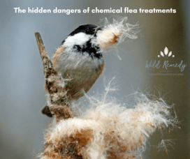 The Hidden Dangers of Conventional Flea Treatments