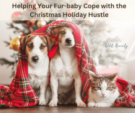 Helping Your Fur-baby Cope with the Christmas Holiday Hustle
