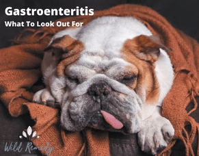 Gastroenteritis - What To Look Out For