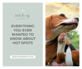 Hot Spots On Dogs