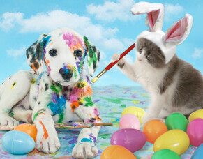 Help!  My fur-baby has eaten chocolate - what should I do?