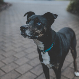 Domestic Pet – Wild Remedy  – Natural Homeopathy Support For Your Animals – New Zealand