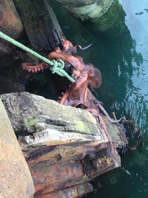 Diving Down South Bay Underwater Services NZ Ltd
