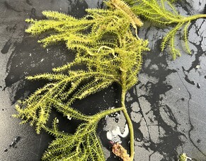 Caulerpa - the weed that is reeking havoc in our waters