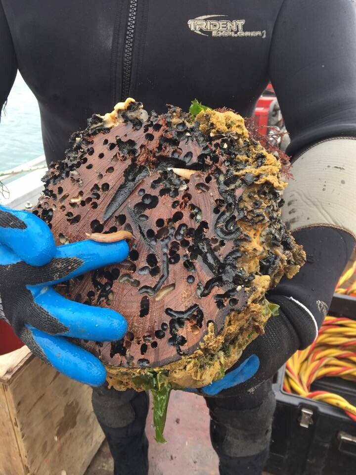 Damage on a pile from underwater pests | Bay Underwater Services NZ Ltd