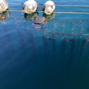 Mediterranean Fan Worm Removal