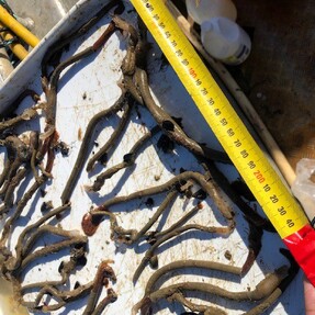 Mediterranean Fan Worm Removal