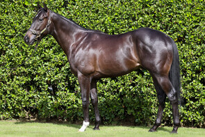 LOT 24 - Per Incanto – Belle Vie Colt          Breeze Up 10.58