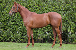 LOT 155 - Almanzor – Lovers LaneGeldingBreeze Up 10.86