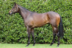 Lot 90 - Per Incanto – Fleur de LuneColtBreeze Up 10.39