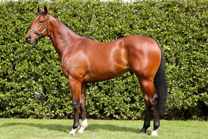 LOT 307 - Hellbent – Title HolderColtBreeze Up 10.30