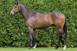 Lot 306 - Ace High – Tip Top LassGeldingBreeze Up 11.31