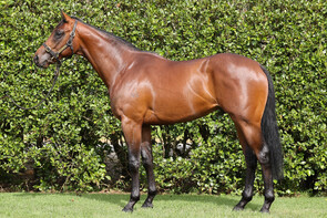 LOT 91 - Vadamos – FloramourColtBreeze Up 10.70