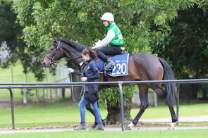 Lot 220 Per Incanto - Gymnast Filly