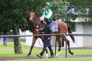 Lot 182 Choisir - Donnica Gelding