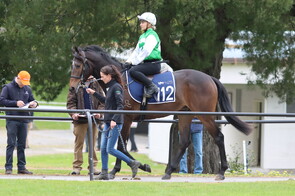 Lot 112 Divine Prophet - Wild Brew Gelding