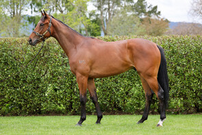 LOT 105 - Tivaci – Gold SpiceGeldingBreeze Up 10.46