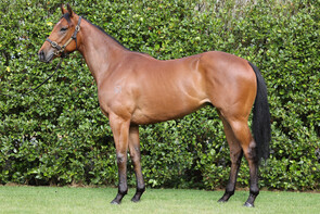 Lot 210 - Ace High – PiazzaGeldingBreeze Up 10.48