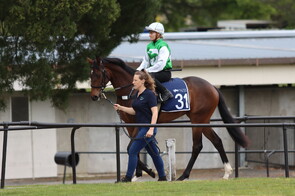 Lot 31 Zoustar - Queen of the Creek filly