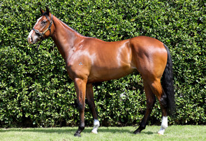 LOT 3 - War Decree – ZawhipBay ColtBreeze Up  10.43