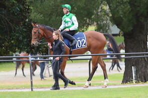 Lot 102 Capitalist - Uberalles Gelding