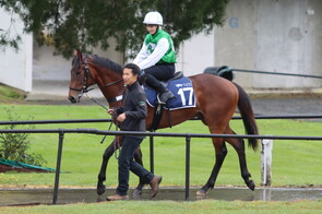 Lot 17 Ocean Park - Peak Performance Colt