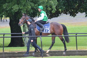 Lot 275 No Nay Never - Lucky Morna Colt
