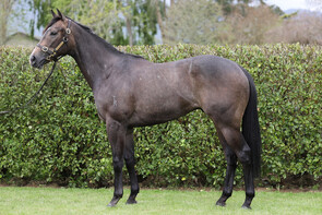 LOT 34 - Reliable Man – Britt EklandGeldingBreeze Up 10.36