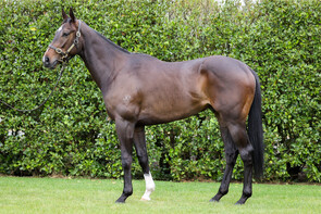 LOT 214 - Tivaci – Pins on IceGeldingBreeze Up 10.59