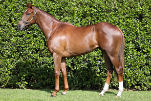 Lot 225 - Invader – Puppet QueenGeldingBreeze Up 10.48