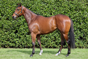 LOT 16 - U S Navy Flag – AssumeColtBreeze Up 10.58