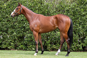 LOT 220 - Swiss Ace – Princess CarolinaGeldingBreeze Up 11.71