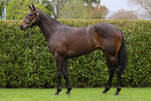 LOT 163 - Per Incanto – MakkuraGeldingBreeze Up 11.11