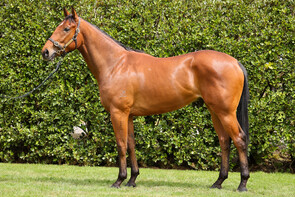 Lot 262 - Star Turn – SessantesimoGeldingBreeze Up 10.49