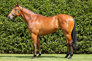 LOT 36 - Deep Field – Bubbly DuchessColtBreeze Up 10.49