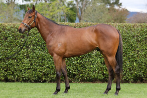 LOT 232 - U S Navy Flag – Rasa LilaGeldingBreeze Up 10.60