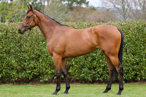 Lot 157 - El Roca – LunadaFillyBreeze Up 10.42