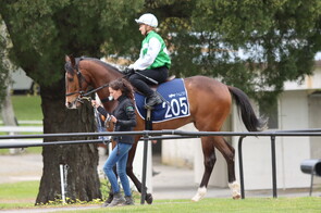 Lot 205 Flying Artie - First Bloom Gelding