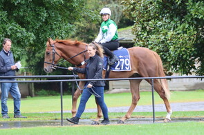 Lot 279 Per Incanto - Luscious Legs Colt