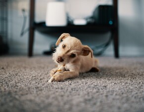 6 Dirty Secrets About Your Carpet