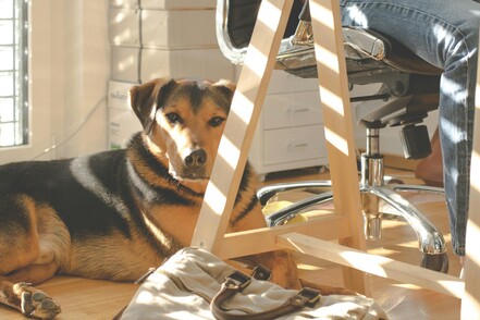 Dog laying under the desk of a business owners home office