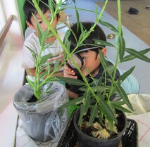 Gardening - Mahi māra