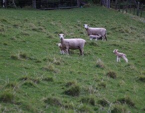 Lambing Season has begun!