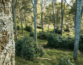 Forest Harvest &amp; Native Reforestation Project