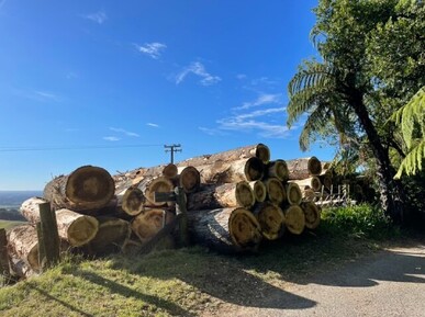 Poplar logs ready for transport to sawmill