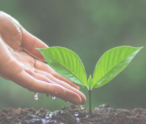 A healthy small seedling being watered by a hand dripping water. this is a metaphor for a parent nurturing their child  while staying hydrated themselves.