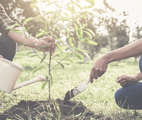Two people working together to provide a tree with the resources it needs to grow.  This is a metaphor for working with a coach to identify the client needs to prosper in life and where the client might find those resources and how they might be implemented..
