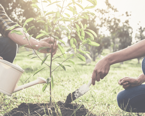 Two people working together to provide a tree with the resources it needs to grow. This is a metaphor for working with a coach to identify the client needs to prosper in life and where the client might find those resources and how they might be implemented..