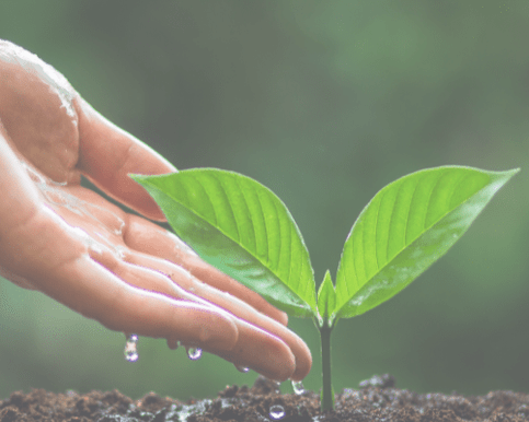 A healthy small seedling being watered by a hand dripping water. this is a metaphor for a parent nurturing their child while staying hydrated themselves.
