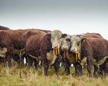 Craig Brown Photographer's image of cows in a paddock on a rainy day